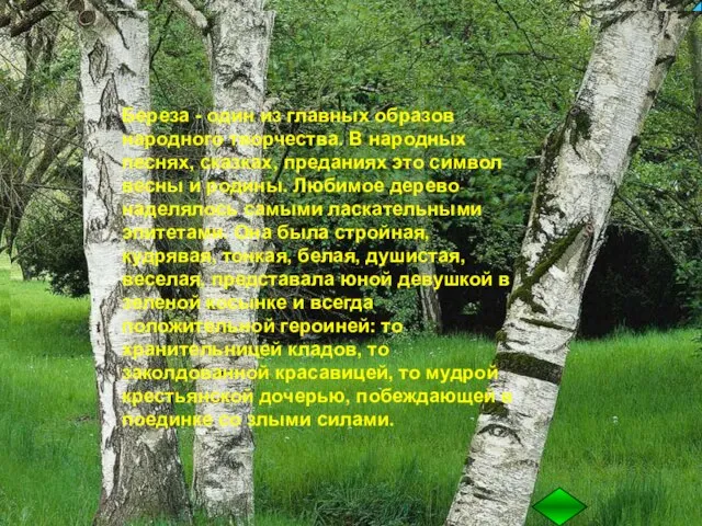 лиственное дерево с тонкими розовато- коричневыми веточками, с гладкой белой корой, покрытой