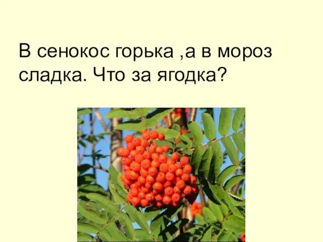 В сенокос горька ,а в мороз сладка. Что за ягодка?