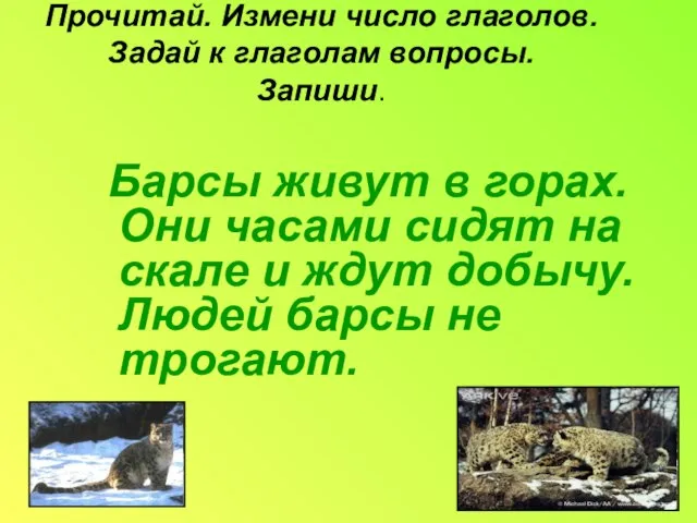 Прочитай. Измени число глаголов. Задай к глаголам вопросы. Запиши. Барсы живут в