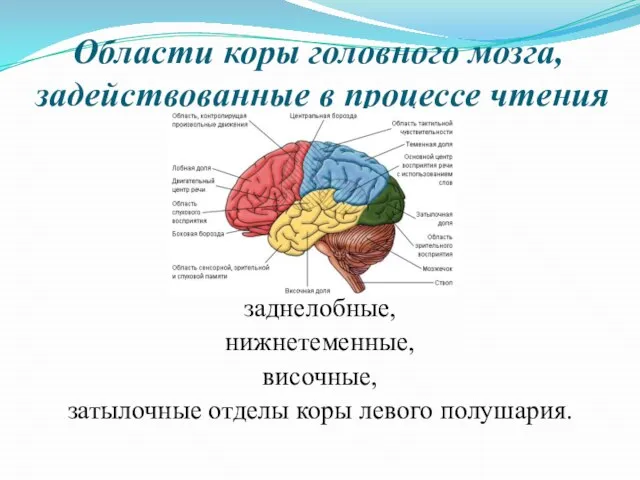 Области коры головного мозга, задействованные в процессе чтения заднелобные, нижнетеменные, височные, затылочные отделы коры левого полушария.
