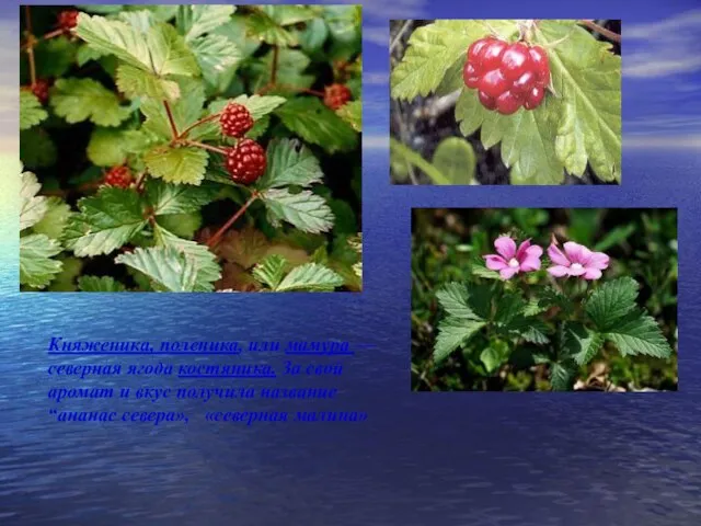 Княженика, поленика, или мамура — северная ягода костяника. За свой аромат и