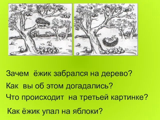 Зачем ёжик забрался на дерево? Как вы об этом догадались? Что происходит