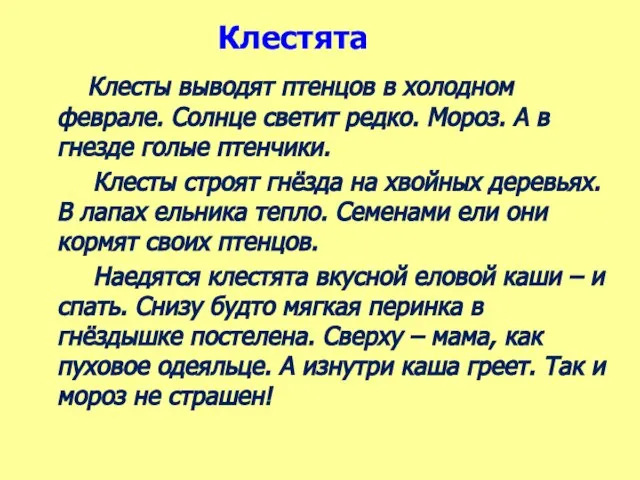 Клестята Клесты выводят птенцов в холодном феврале. Солнце светит редко. Мороз. А