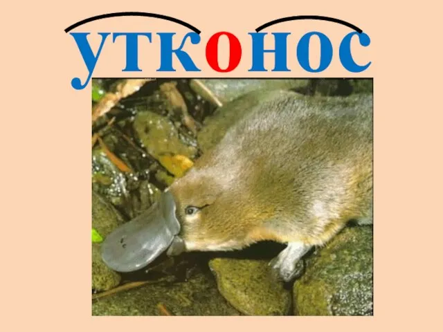 утконос