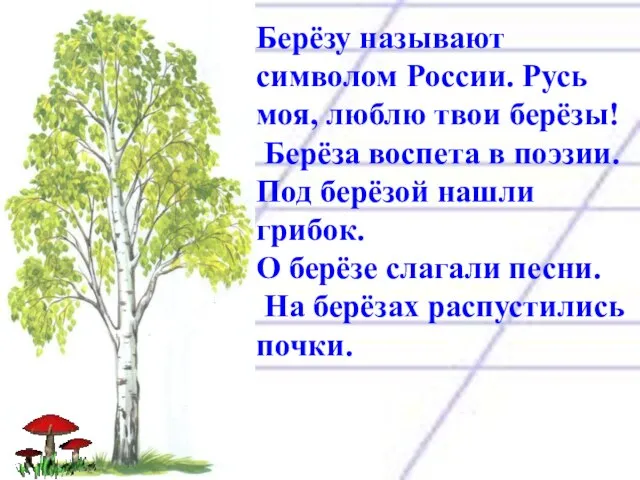 Берёзу называют символом России. Русь моя, люблю твои берёзы! Берёза воспета в