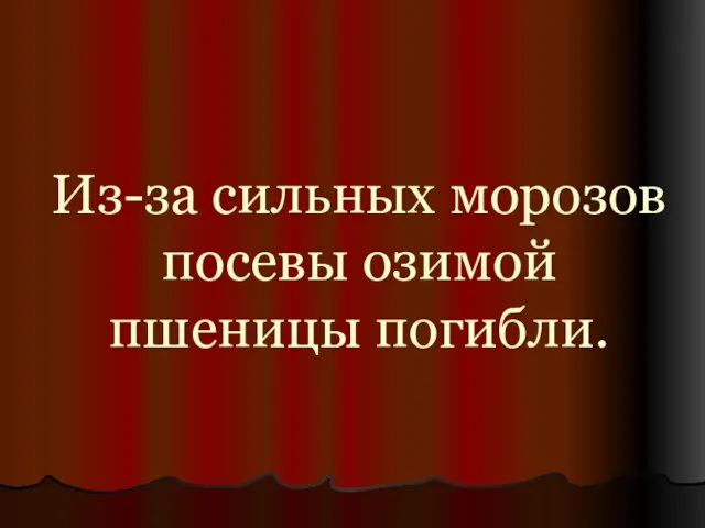 Из-за сильных морозов посевы озимой пшеницы погибли.