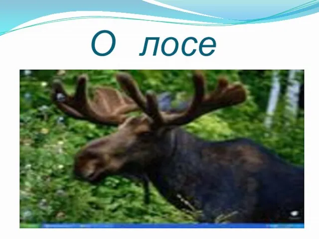 О лосе