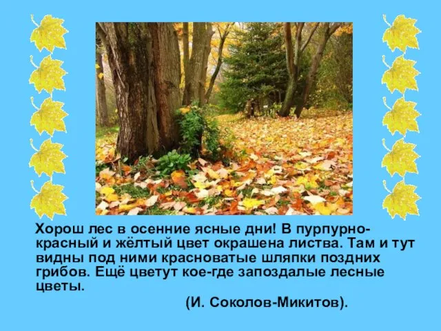 Хорош лес в осенние ясные дни! В пурпурно-красный и жёлтый цвет окрашена