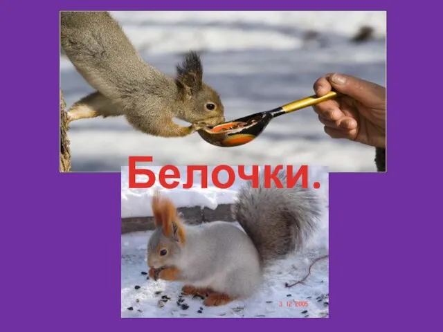 Белочки.