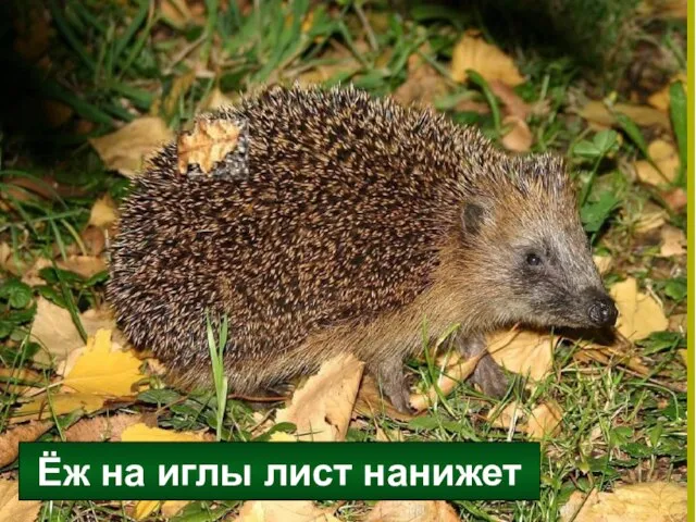 Ёж на иглы лист нанижет