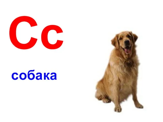 Сс собака