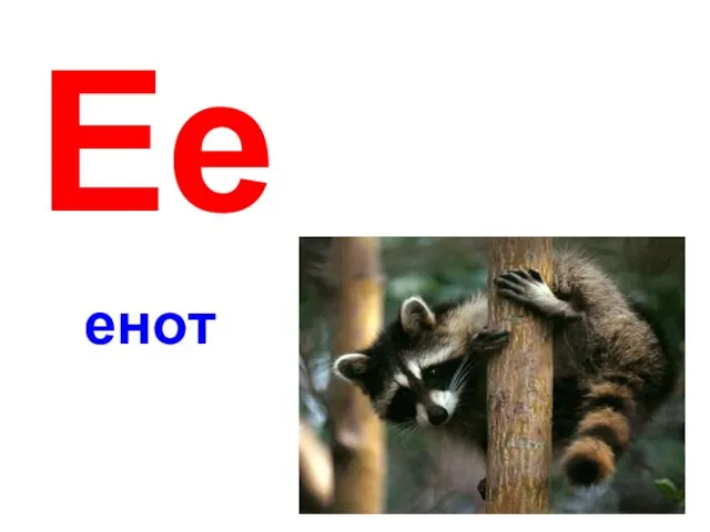 енот Ее