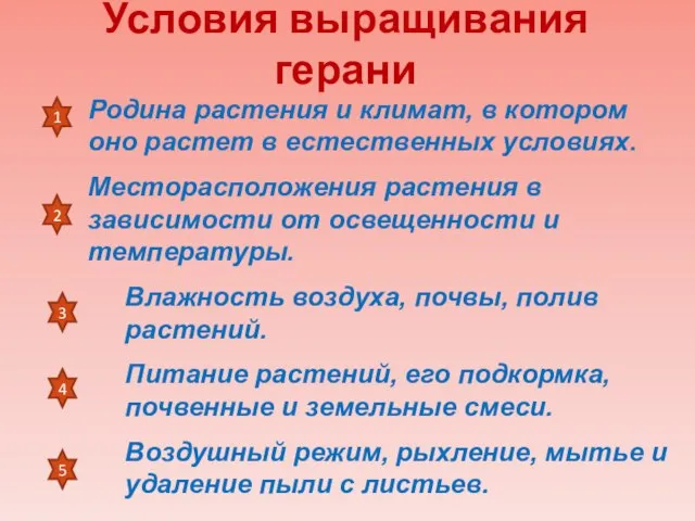 Условия выращивания герани Родина растения и климат, в котором оно растет в