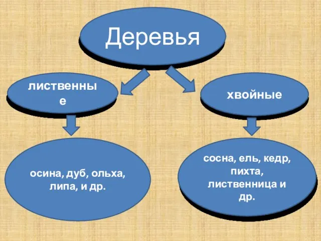 Деревья лиственные хвойные осина, дуб, ольха, липа, и др. сосна, ель, кедр, пихта, лиственница и др.