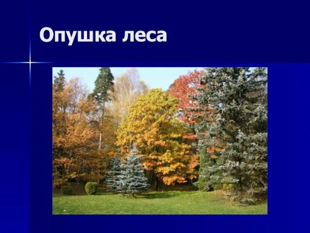 Опушка леса