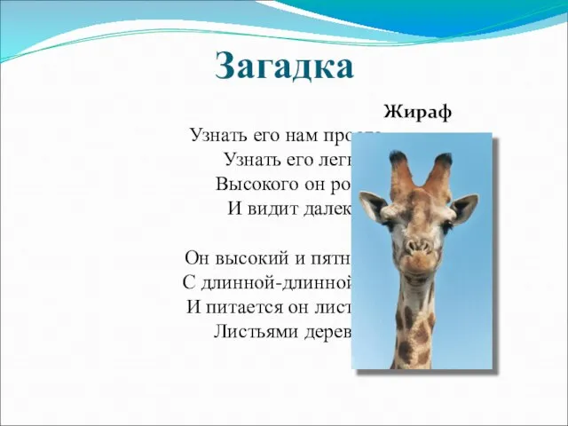 Загадка Узнать его нам просто, Узнать его легко: Высокого он роста И