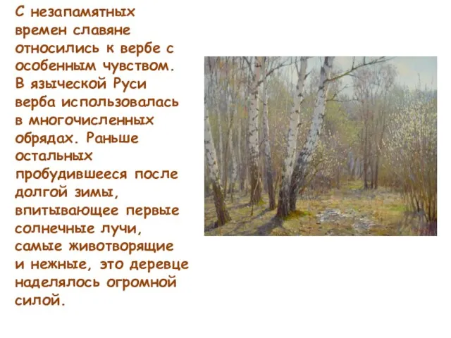 С незапамятных времен славяне относились к вербе с особенным чувством. В языческой