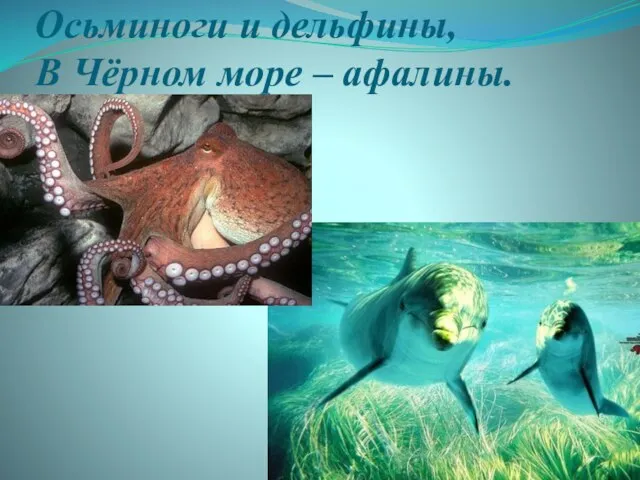 Осьминоги и дельфины, В Чёрном море – афалины.