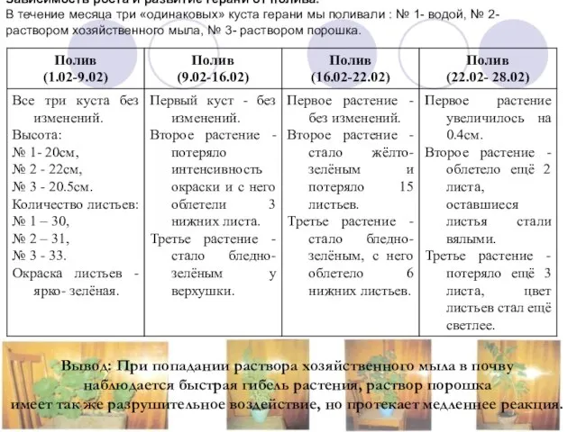 Зависимость роста и развитие герани от полива. В течение месяца три «одинаковых»