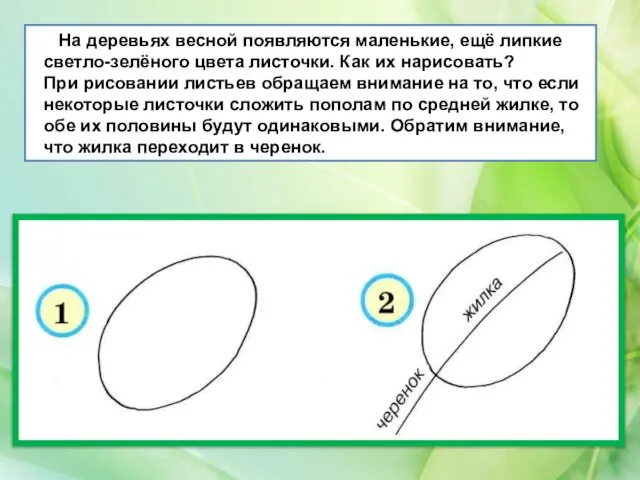 На деревьях весной появляются маленькие, ещё липкие светло-зелёного цвета листочки. Как их