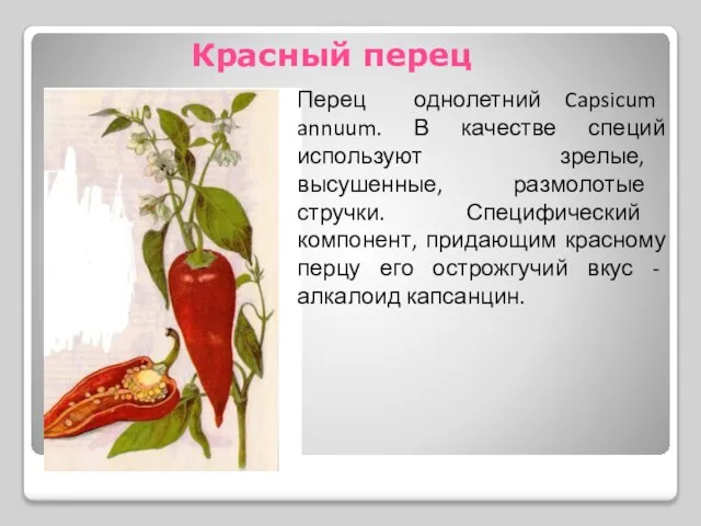 Красный перец Перец однолетний Capsicum annuum. В качестве специй используют зрелые, высушенные,