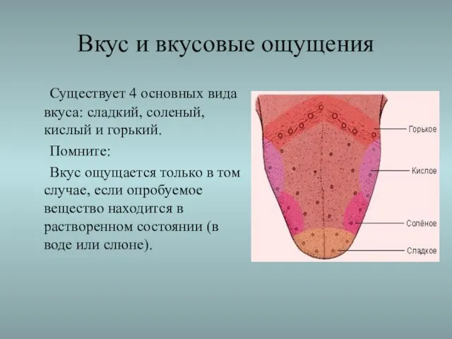 Вкус и вкусовые ощущения Существует 4 основных вида вкуса: сладкий, соленый, кислый