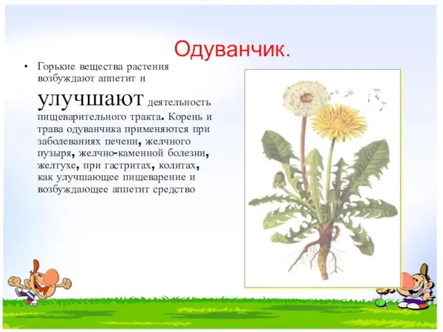 Одуванчик. Горькие вещества растения возбуждают аппетит и улучшают деятельность пищеварительного тракта. Корень