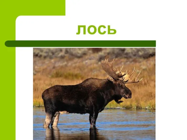 лось