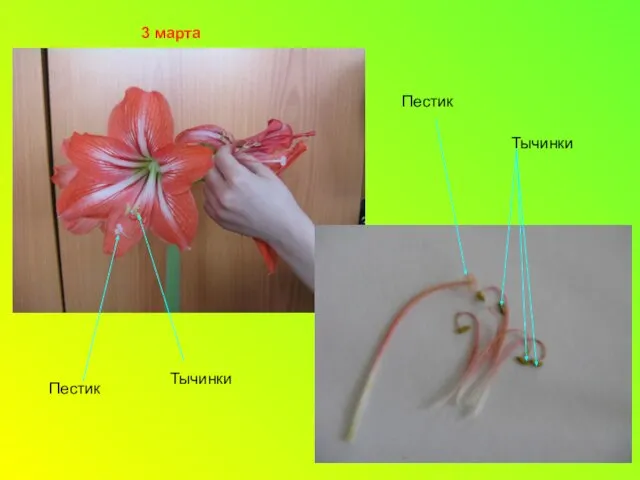 Тычинки Пестик Тычинки Пестик 3 марта