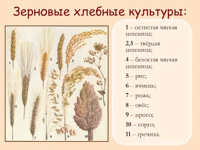 1 – остистая мягкая пшеница; 2,3 – твёрдая пшеница; 4 – безостая