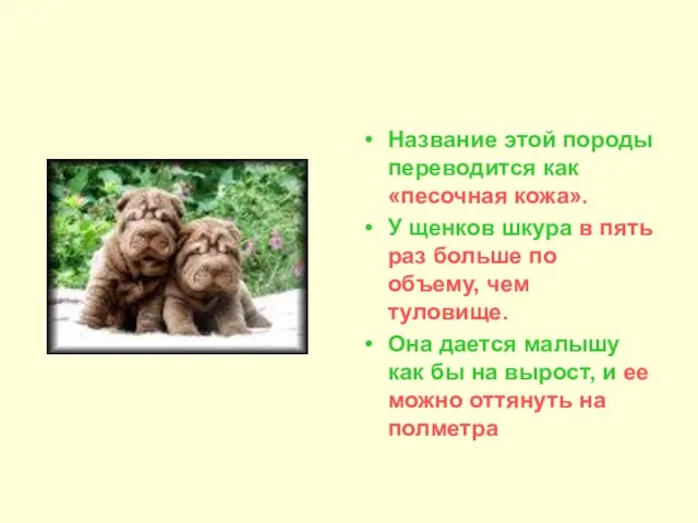 Название этой породы переводится как «песочная кожа». У щенков шкура в пять