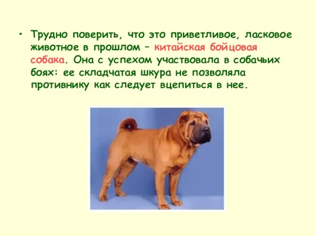 Трудно поверить, что это приветливое, ласковое животное в прошлом – китайская бойцовая