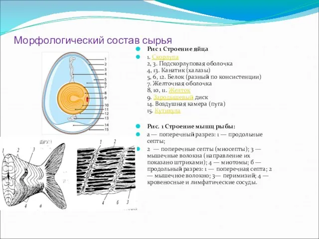 Морфологический состав сырья Рис 1 Строение яйца 1. Скорлупа 2, 3. Подскорлуповая