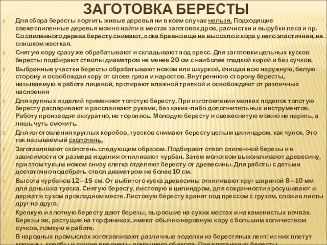 ЗАГОТОВКА БЕРЕСТЫ Для сбора бересты портить живые деревья ни в коем случае