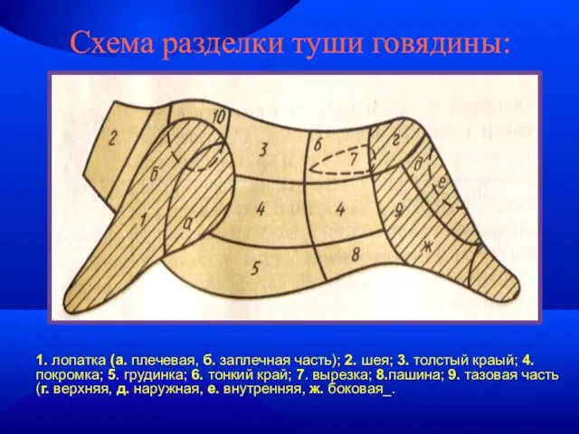 Схема разделки туши говядины: 1. лопатка (а. плечевая, б. заплечная часть); 2.