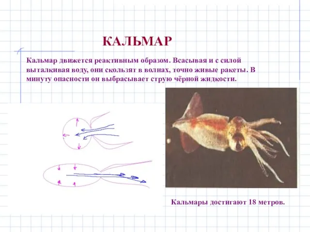 КАЛЬМАР Кальмар движется реактивным образом. Всасывая и с силой выталкивая воду, они