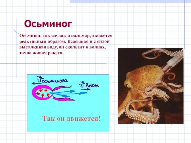 Осьминог Осьминог, так же как и кальмар, движется реактивным образом. Всасывая и