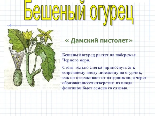 Бешеный огурец растет на побережье Черного моря. Стоит только слегка прикоснуться к