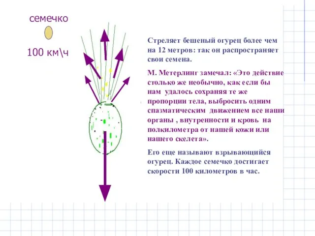 Бешеный огурец «Дамский пистолет» Стреляет бешеный огурец более чем на 12 метров: