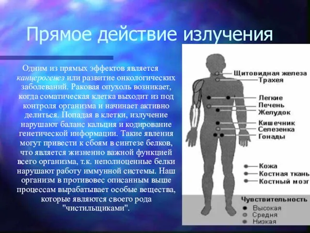 Прямое действие излучения Одним из прямых эффектов является канцерогенез или развитие онкологических