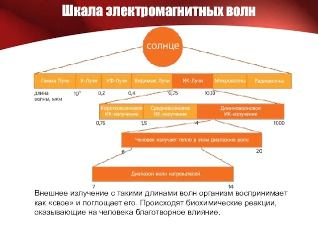 Шкала электромагнитных волн Внешнее излучение с такими длинами волн организм воспринимает как