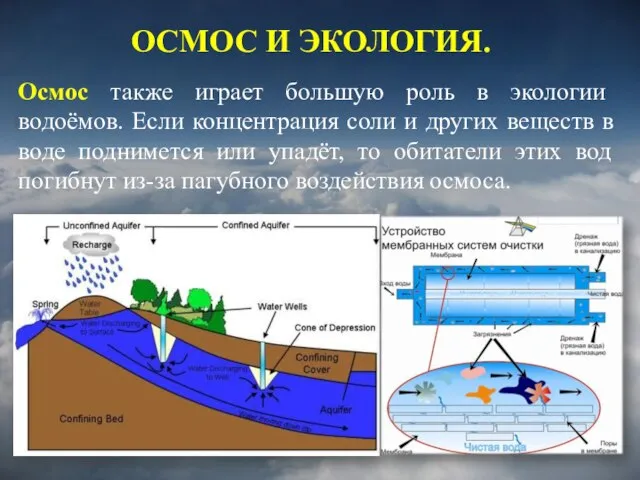 Осмос также играет большую роль в экологии водоёмов. Если концентрация соли и