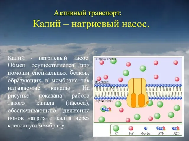 Активный транспорт: Калий – натриевый насос. Калий - натриевый насос. Обмен осуществляется