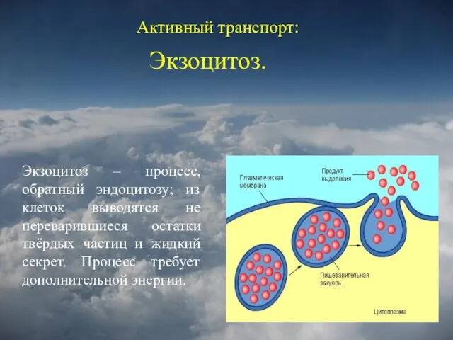 Активный транспорт: Экзоцитоз. Экзоцитоз – процесс, обратный эндоцитозу; из клеток выводятся не