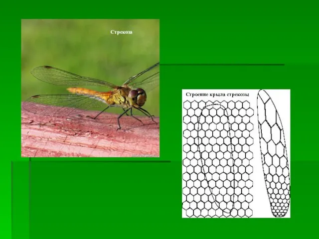 Стрекоза Строение крыла стрекозы
