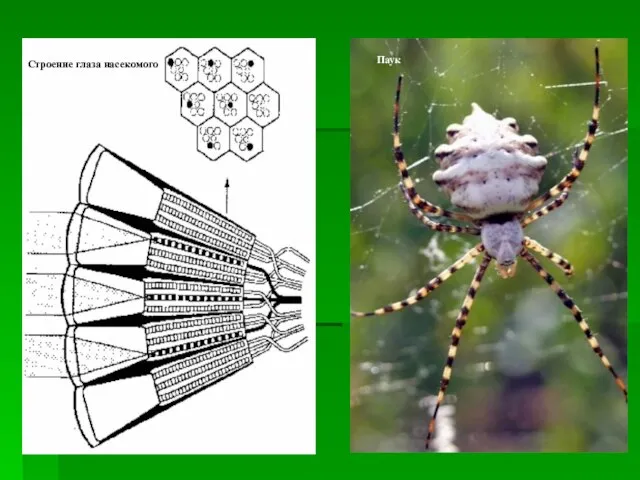 Строение глаза насекомого Паук