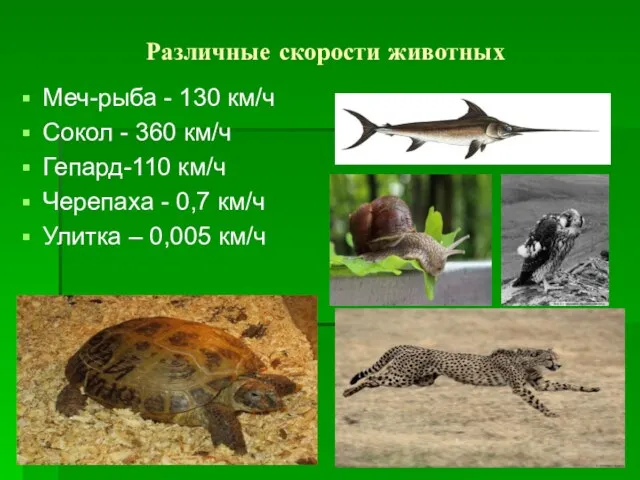Различные скорости животных Меч-рыба - 130 км/ч Сокол - 360 км/ч Гепард-110