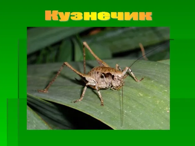 Кузнечик