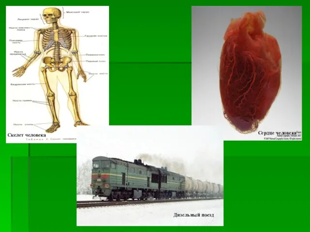 Скелет человека Сердце человека Дизельный поезд