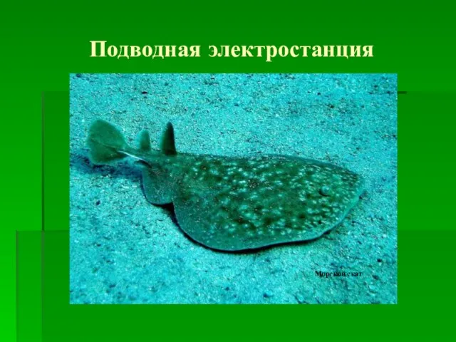 Подводная электростанция Морской скат